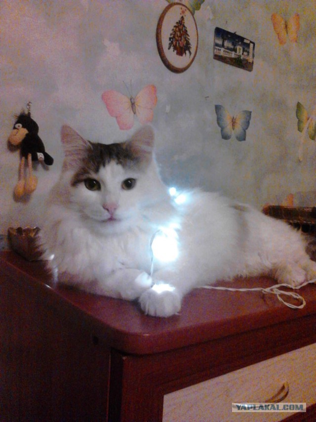 Котовторник 14.03.2017