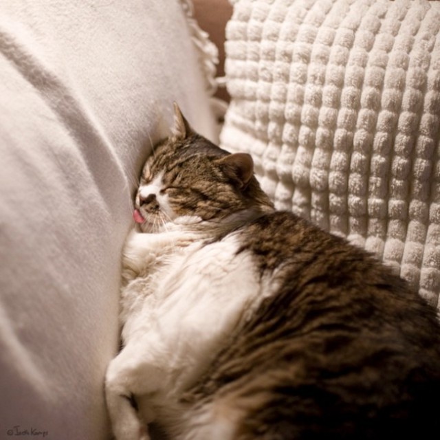 Коты и Кошки