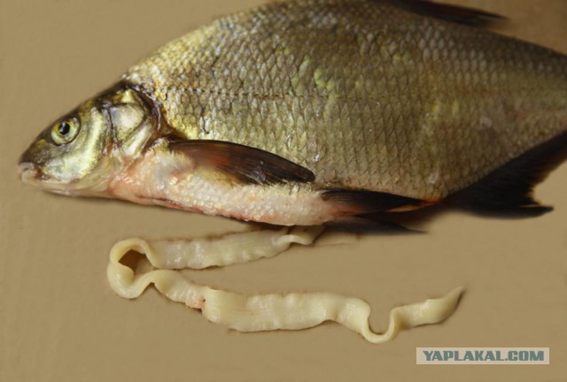 Мокрица, пожирающая язык