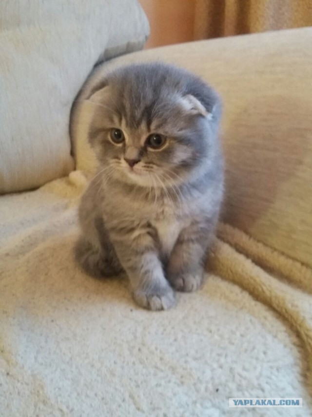 Котовторник 04.07.17