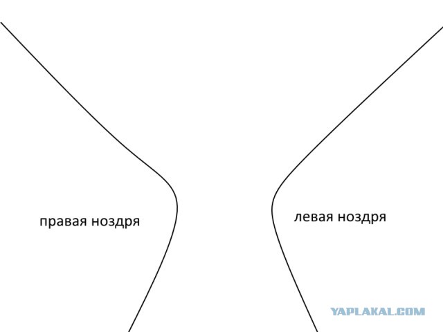 Как определить свою породу? Пособие для собак