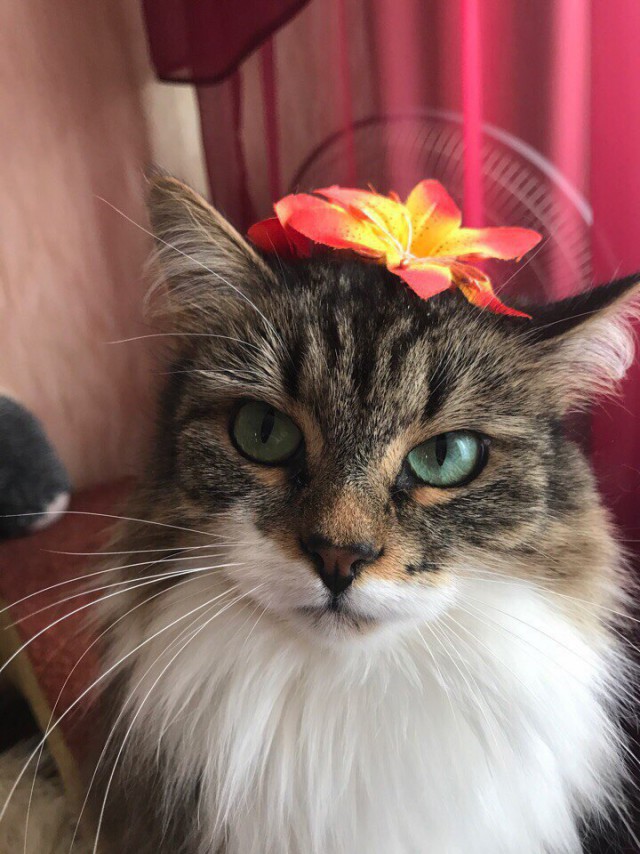 Коты и Кошки