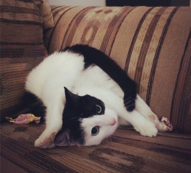 Коты и Кошки
