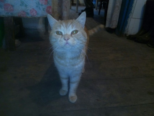 Котовторник  19.12.2017