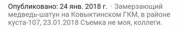 Медведь-шатун