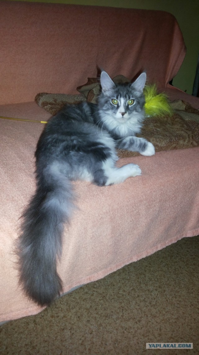 Котовторник 13.03.2018