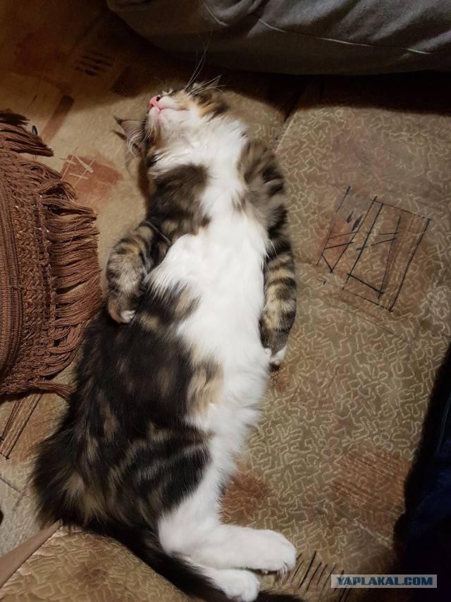 Фотобомбы котов