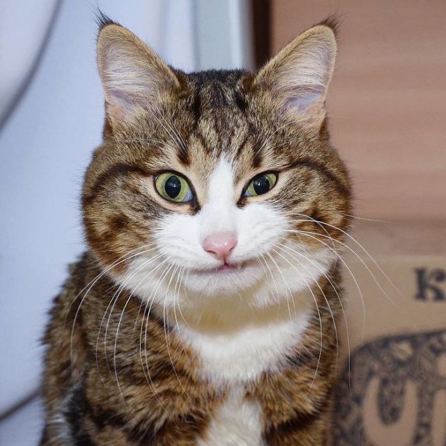 Прикольных котов пост