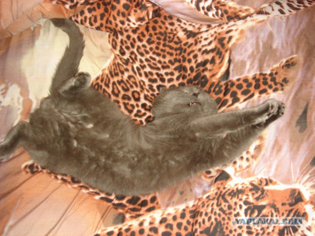 Котовторник ждали? А вот и он!