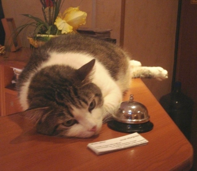 Котомет на вторник 08.04.08