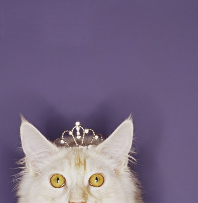 УРРААА ! Котовторник на ЯПлакалъ !