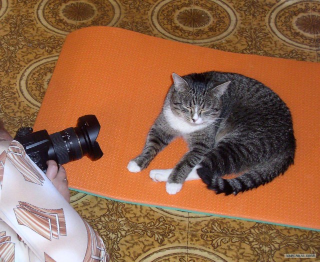 Уррааа! Котовторник на ЯПлакалъ!