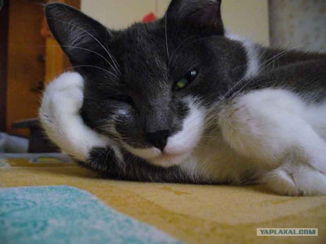 Котовторник в интересном ракурсе...