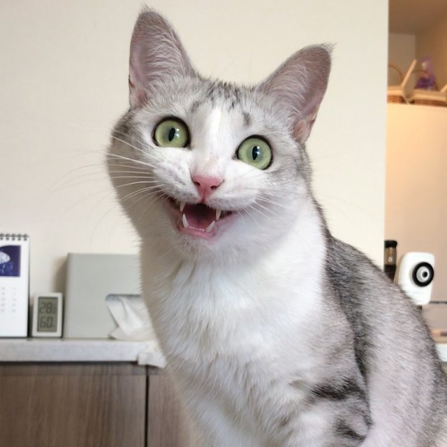 Прикольных котов пост