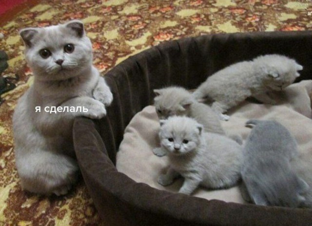 Прикольных котов пост