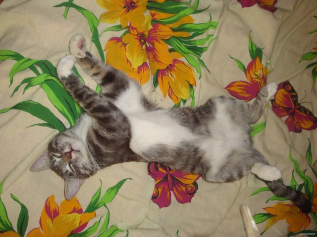 Котовторник с Кузей