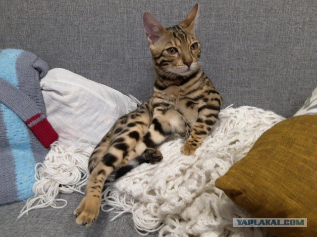 Котовторник (20.11.18)