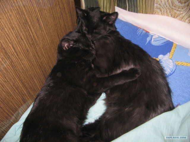 Котовторник 20.12.2011