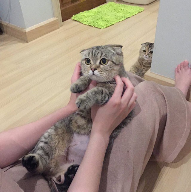 Прикольных котов пост