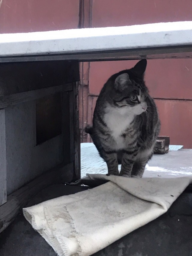 Прикольных котов пост