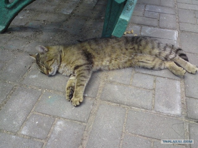 Котовторник  19.06.2012