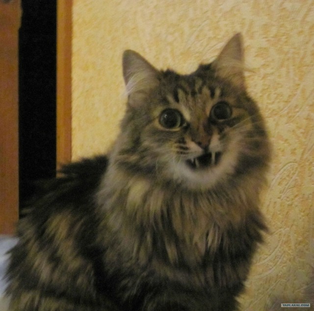 Котонянька и котовторник
