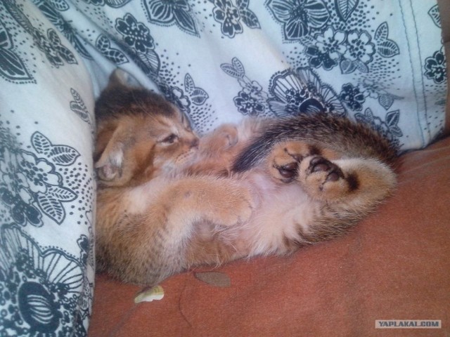 Котовторник ( 23.10. 2012. )
