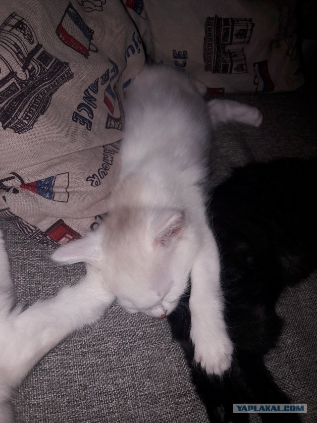 Раздаем котят в добрые руки.