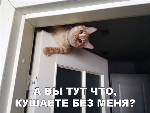 Забавные фото котеек