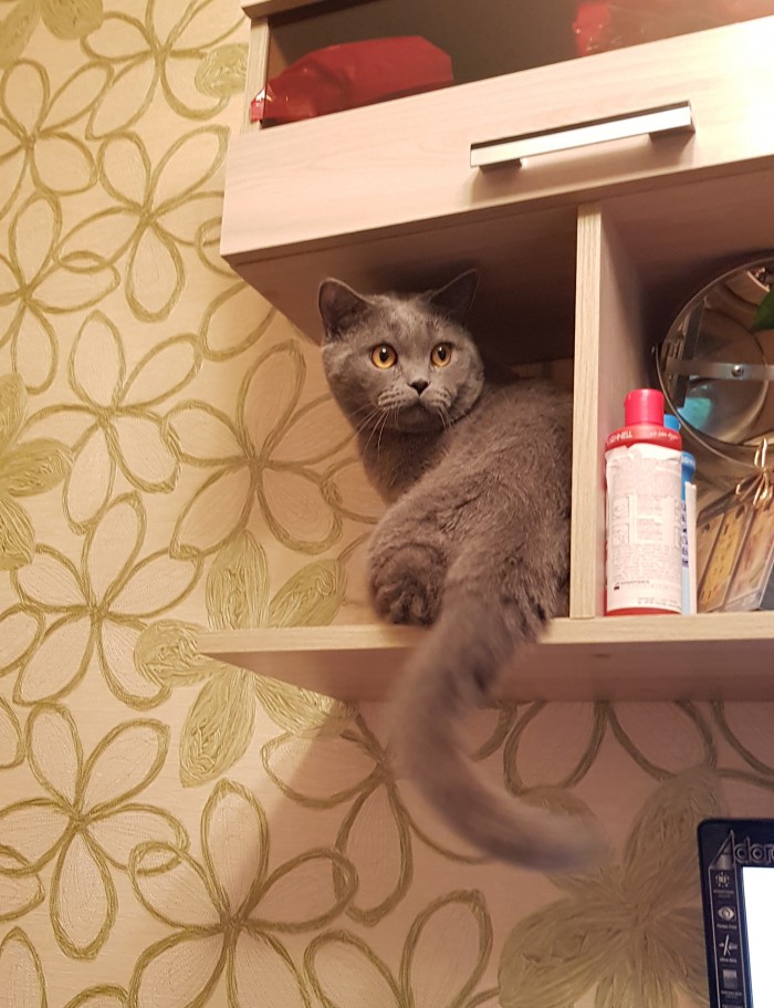 S-котство