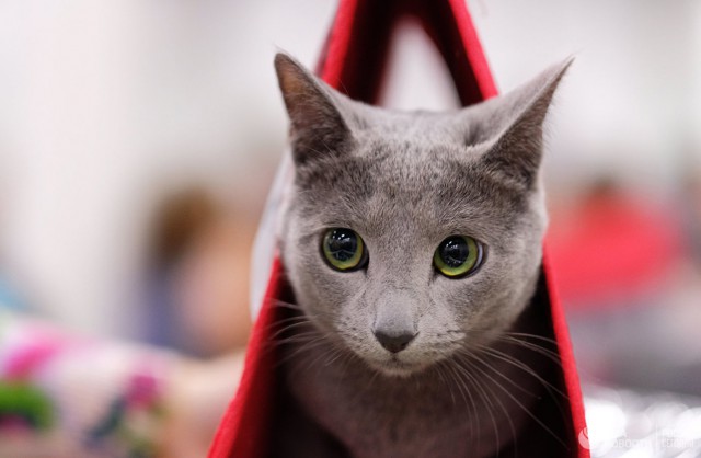 Котовторник! начнем? 04.06.19