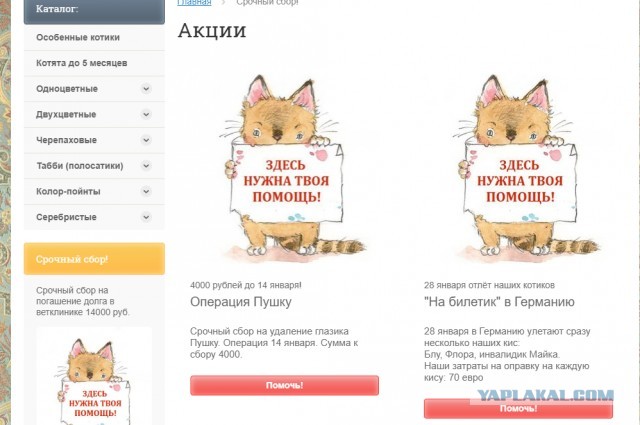 Помогите вернуть кота! Приют "Преданное сердце" украл кота и не отдает!