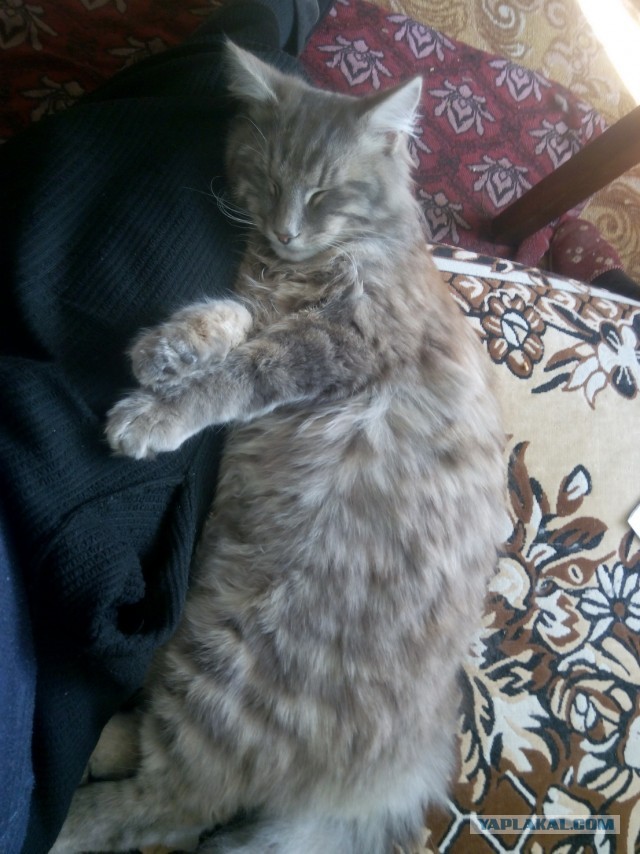 Давайте по котикам, которые с нами на самоизоляции