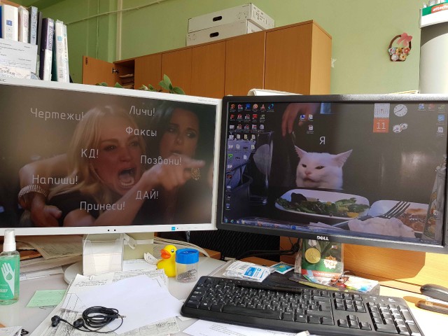 Прошёл целый год! А они всё орут на бедного котика