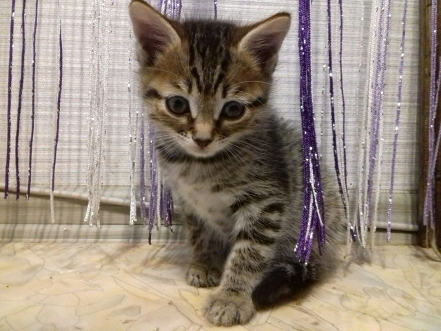 Моя красотка