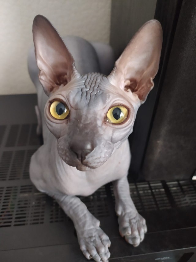 Котовторнику посвящается