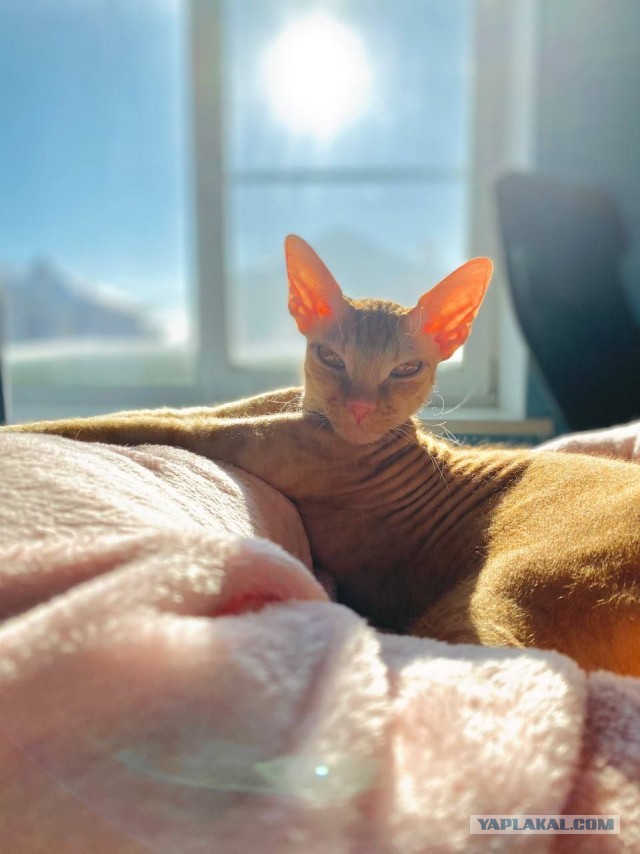 Котовторнику быть!