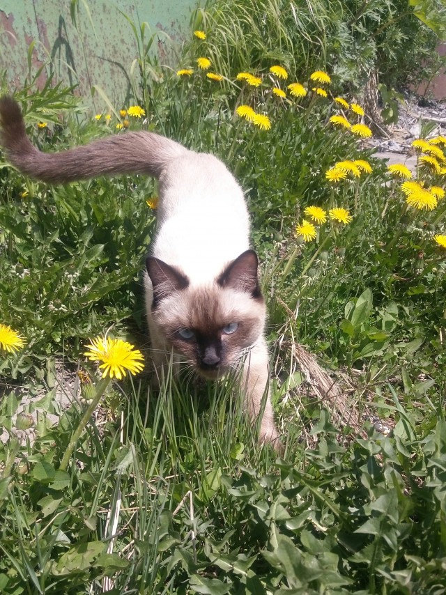 Котовторник!