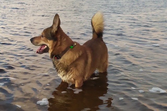 Подборка диких помесей собак