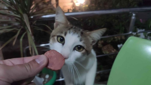 Aлбания в эпоху ХВОРИ всеобщей (2021)