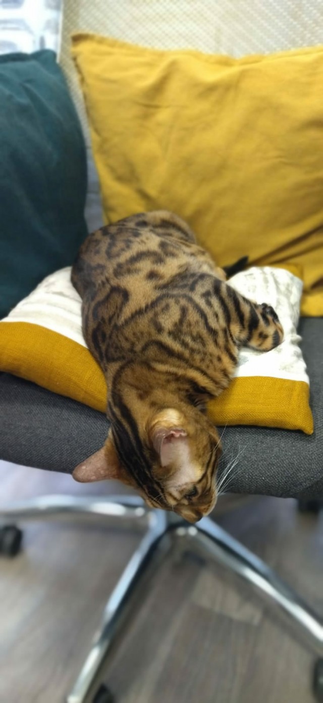Котовторник так котовторник
