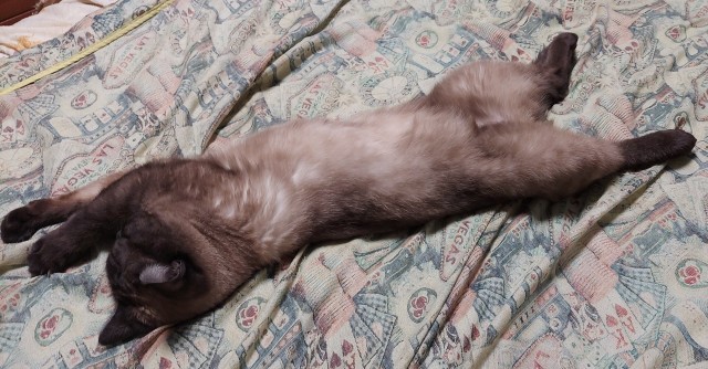 А ваши котейки че счас делают?