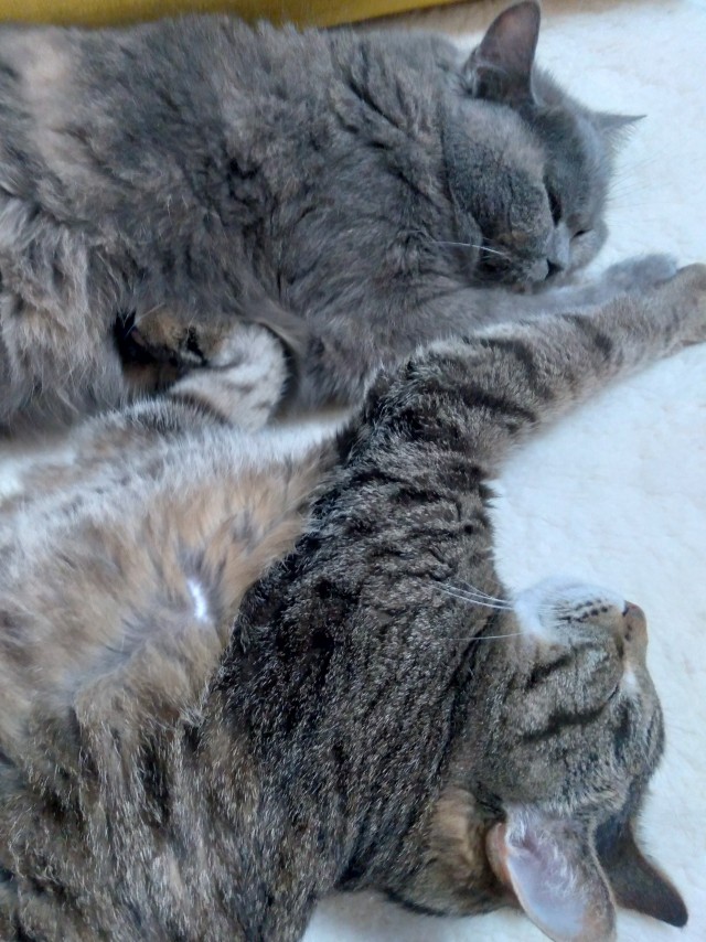 Котовторник 07.06.2022