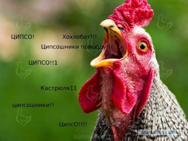 ⚡️Кадыров призвал регионы произвести «самомобилизацию»