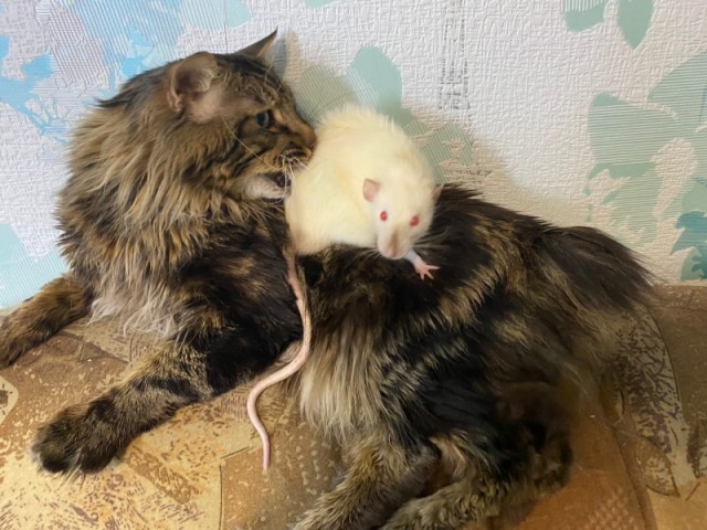 Котовторник 18.10.22