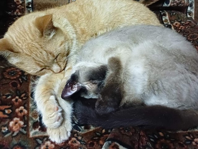 Шерстяной котовторник. Октябрь 2022