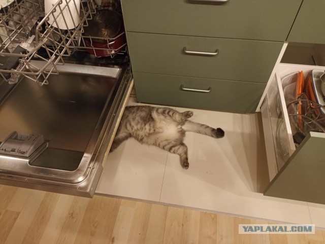 Вторник, ваши коты и кошки в студию