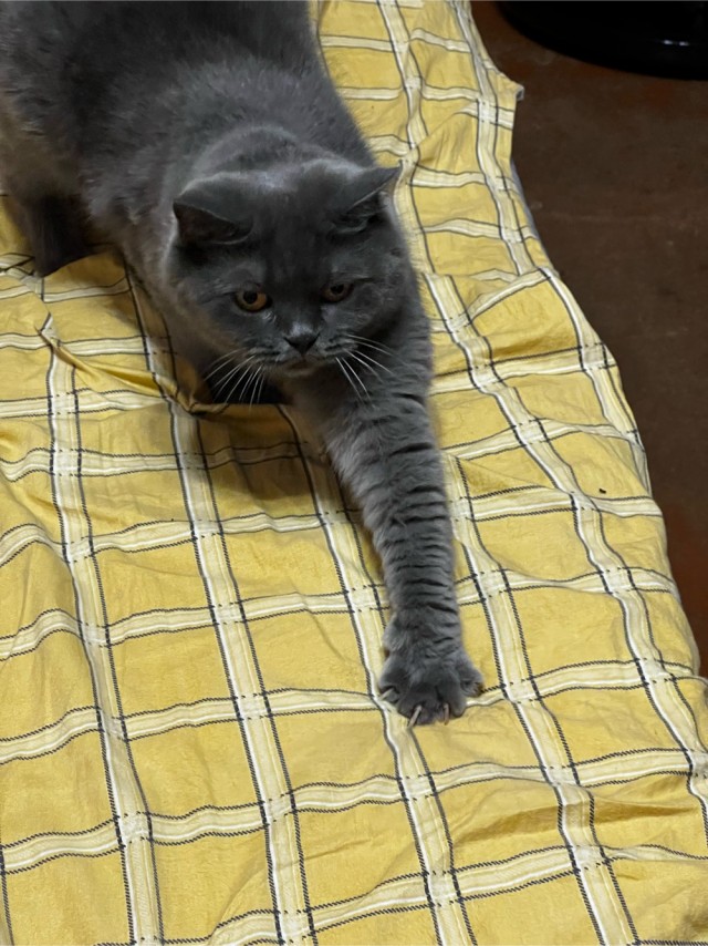 Даёшь котов в этот вторник!