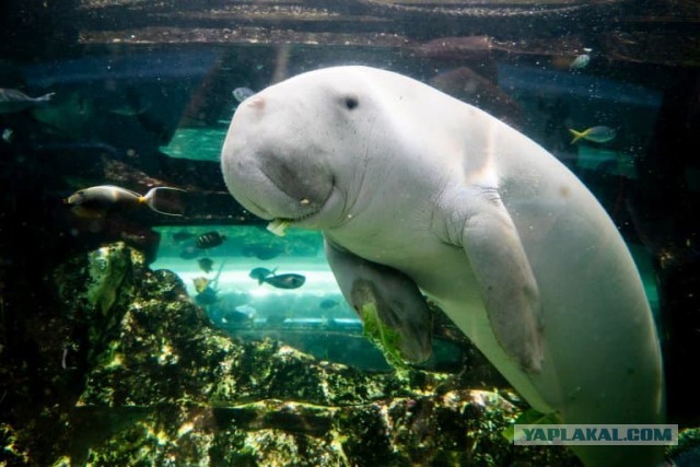 Не рой другому яму