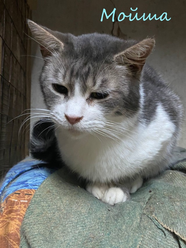 Жизнь домашнего приюта "Котоленд" 378